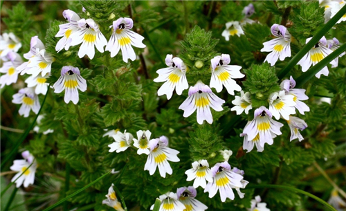 趙泰東：治愈花園