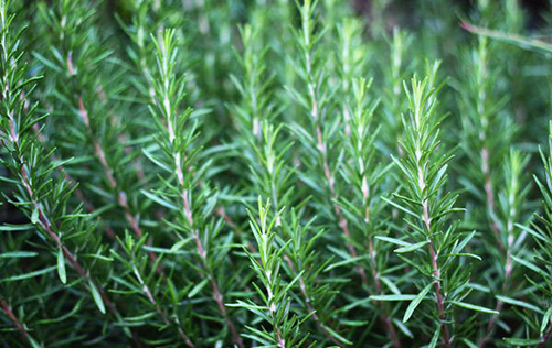 趙泰東：治愈花園