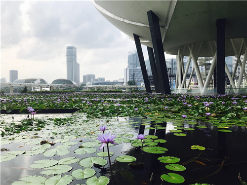 新加坡景觀專業(yè)考察 TIERRA事務(wù)所拜訪交流