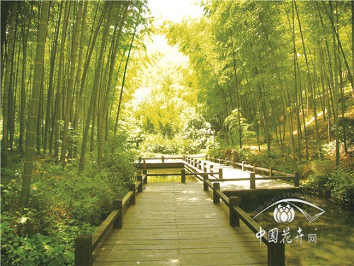 植物空間營造如何與康養結合?