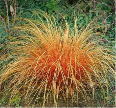 觀賞草在園林景觀中的運用