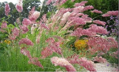 觀賞草在園林景觀中的運用