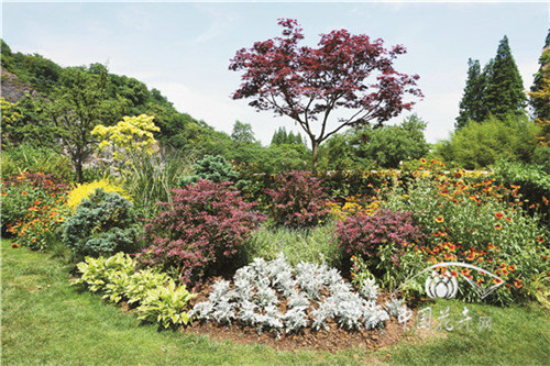 玉簪炎炎夏日中的一抹清涼