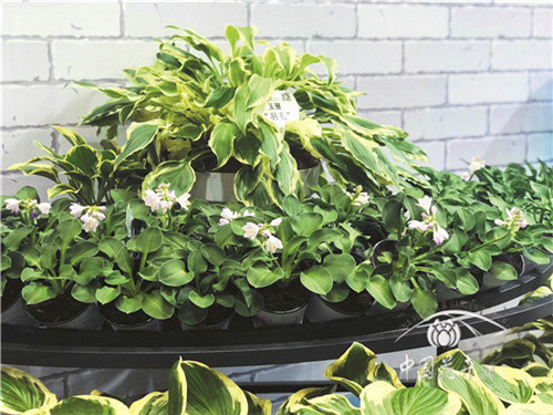 玉簪炎炎夏日中的一抹清涼