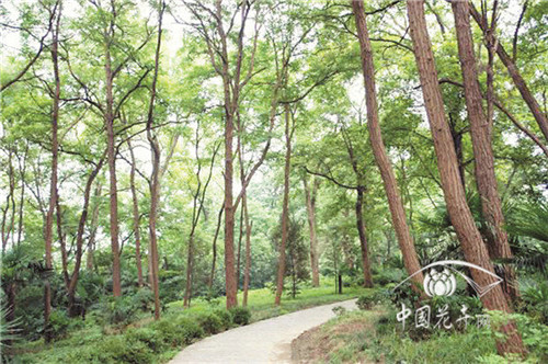 在有限土地上有效提高城市綠量