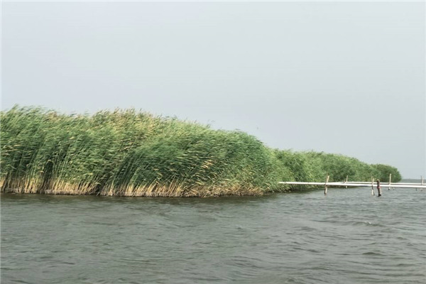 西北農(nóng)林科技大學(xué)志愿者赴烏梁素海富強(qiáng)村考察調(diào)研