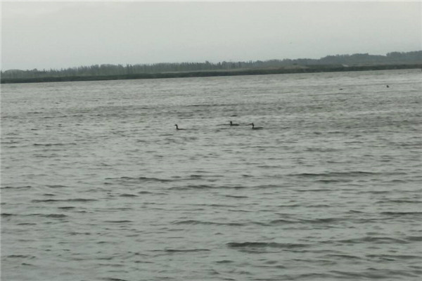 西北農(nóng)林科技大學(xué)志愿者赴烏梁素海富強(qiáng)村考察調(diào)研