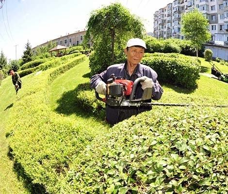 園林植物的養(yǎng)護管理措施