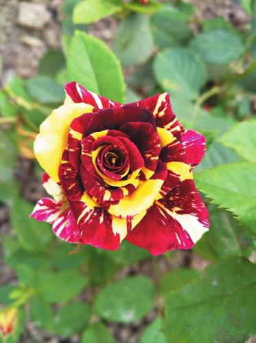 看！這種月季叫“流星雨”