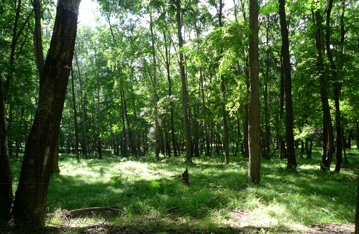 許大為：突破與演變——新理念下的公園城市建設