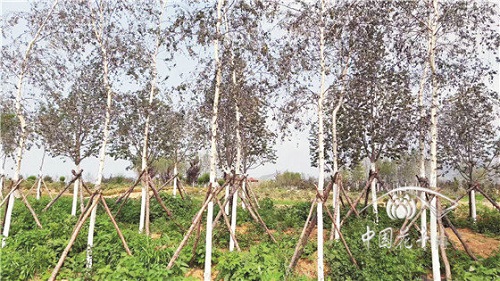 如何實現生態園林環境共享