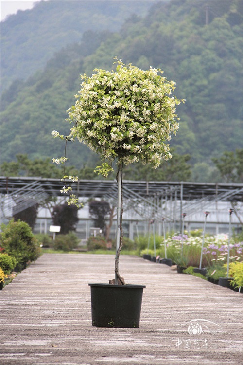 意大利絡(luò)石花葉俱美惹人醉