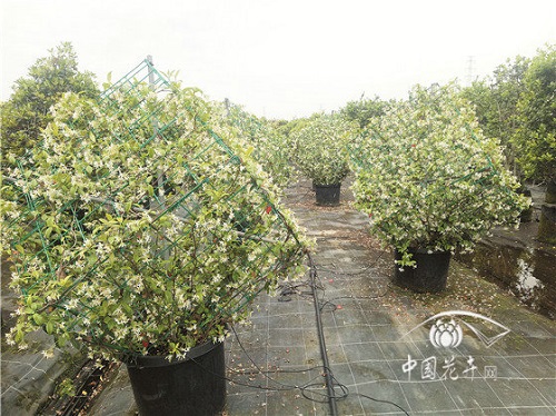 意大利絡(luò)石花葉俱美惹人醉