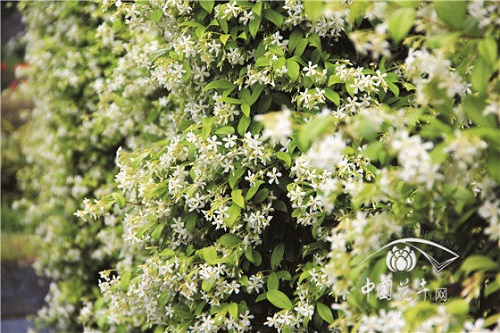 意大利絡(luò)石花葉俱美惹人醉