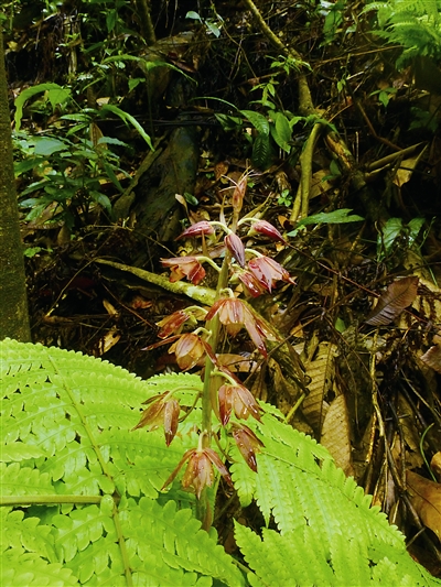 云南:黃連山保護(hù)區(qū)發(fā)現(xiàn)4種新植物