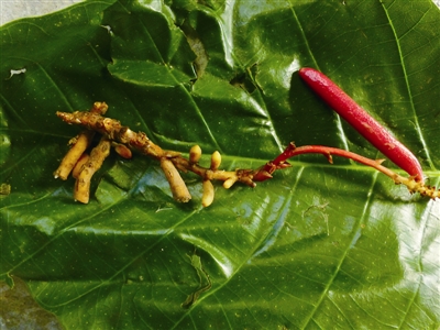 云南:黃連山保護(hù)區(qū)發(fā)現(xiàn)4種新植物