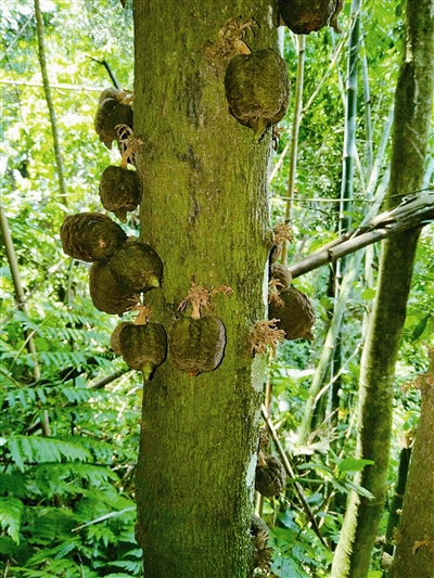 云南:黃連山保護(hù)區(qū)發(fā)現(xiàn)4種新植物