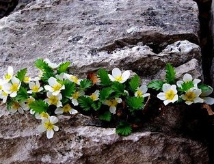 河北涉縣發現大面積太行花群落