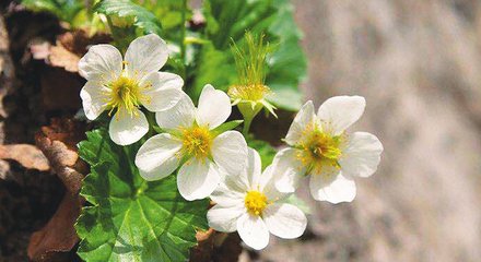 河北涉縣發現大面積太行花群落