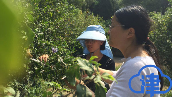 天津一綠地發現新檢疫性害蟲