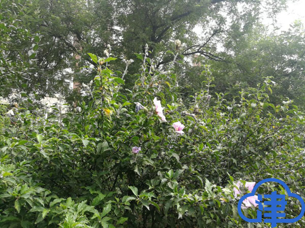 天津一綠地發現新檢疫性害蟲