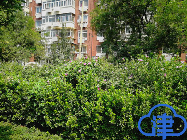 天津一綠地發現新檢疫性害蟲