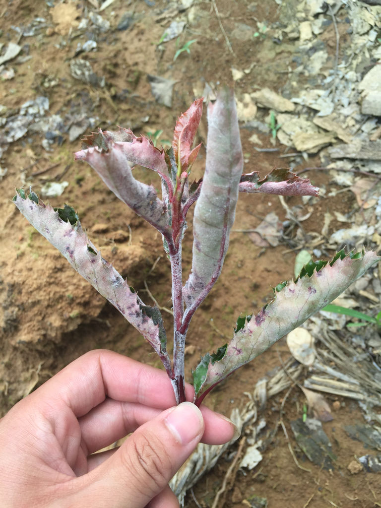 防治石楠白粉病高發期