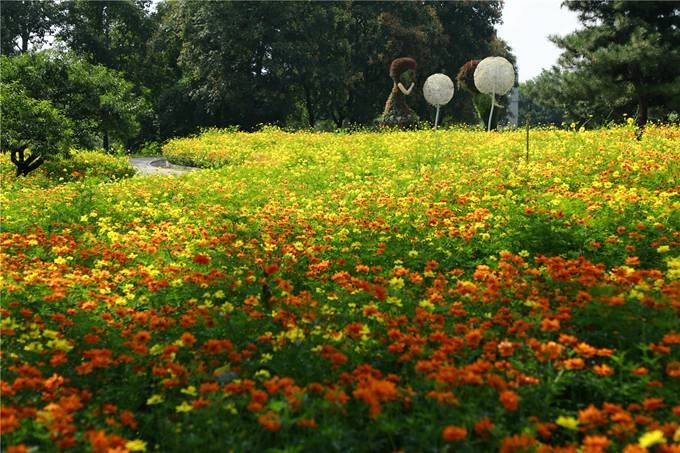 北京植物園百萬夏花進(jìn)入觀賞期 還將舉辦科普活動(dòng)