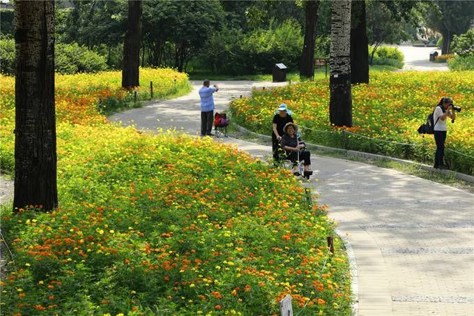 北京植物園百萬夏花進(jìn)入觀賞期 還將舉辦科普活動(dòng)
