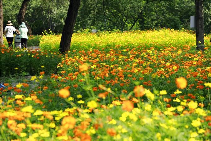 北京植物園百萬夏花進(jìn)入觀賞期 還將舉辦科普活動(dòng)