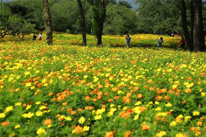 北京植物園百萬夏花進(jìn)入觀賞期 還將舉辦科普活動(dòng)