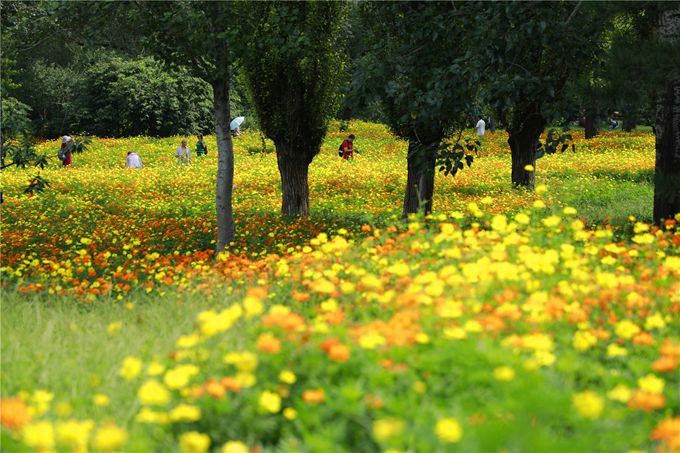 北京植物園百萬夏花進(jìn)入觀賞期 還將舉辦科普活動(dòng)