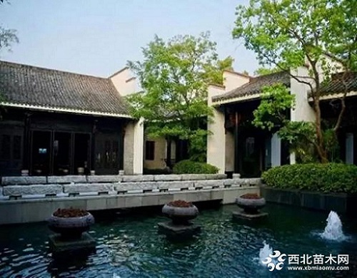 走進中式庭院,帶你領略苗木之美