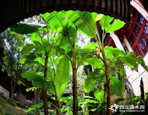 走進中式庭院,帶你領略苗木之美