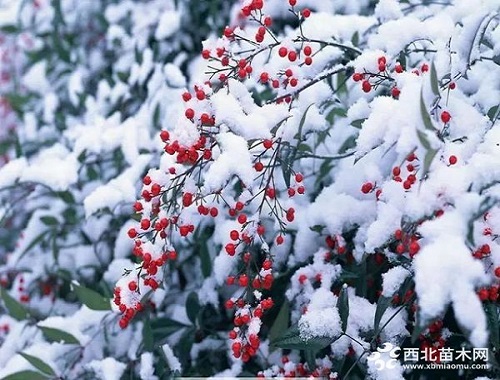 走進中式庭院,帶你領略苗木之美