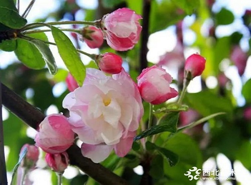 走進中式庭院,帶你領略苗木之美