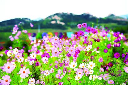 高原格桑花 綻放西海岸