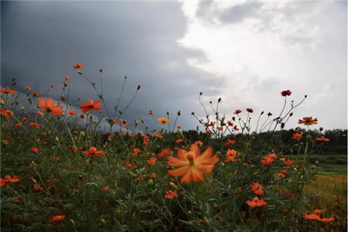 鄉(xiāng)村為底圖,設計為橋梁:2018第三屆國際高校建造大賽結(jié)果揭曉