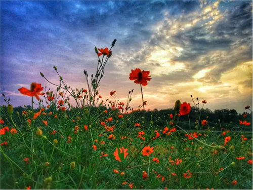 鄉(xiāng)村為底圖,設計為橋梁:2018第三屆國際高校建造大賽結(jié)果揭曉