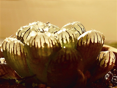 多肉植物的多姿多彩