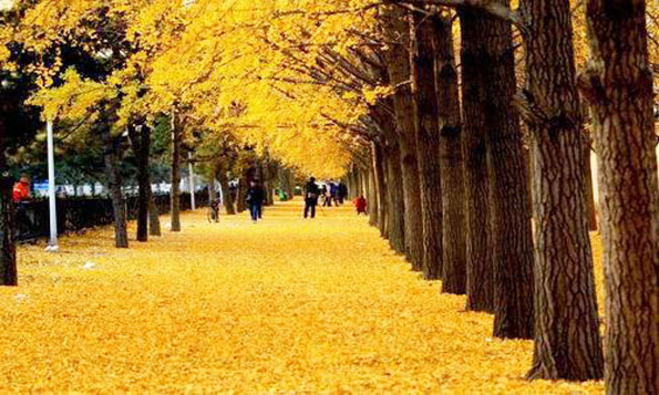 運用彩葉樹,豐富景觀設計的色彩