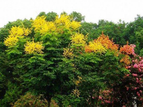 運用彩葉樹,豐富景觀設計的色彩