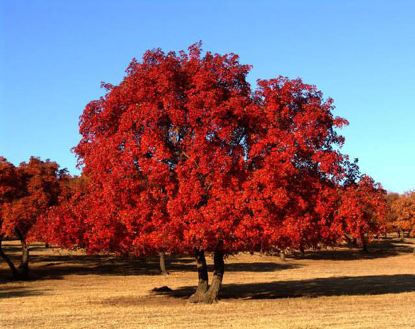 運用彩葉樹,豐富景觀設計的色彩
