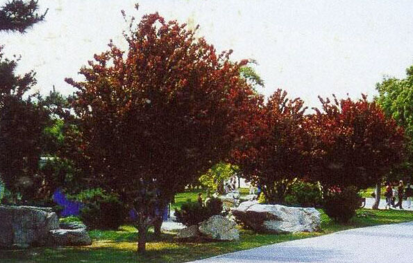 運用彩葉樹,豐富景觀設計的色彩