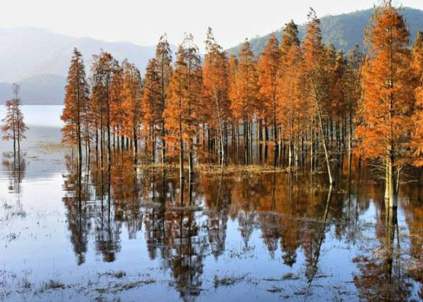 運用彩葉樹,豐富景觀設計的色彩