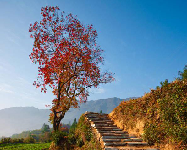 運用彩葉樹,豐富景觀設計的色彩