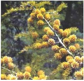 運用彩葉樹,豐富景觀設計的色彩