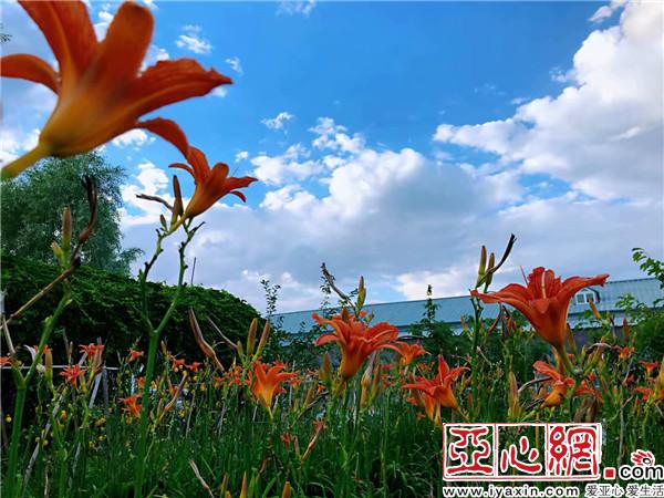 新疆:千里綠廊 百花爭艷別樣美