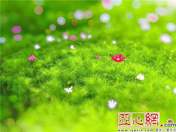 新疆:千里綠廊 百花爭艷別樣美