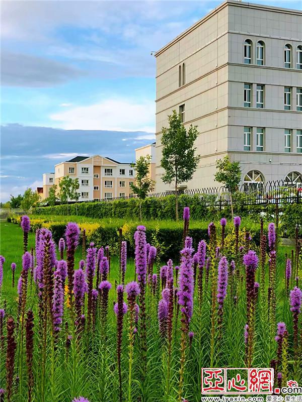 新疆:千里綠廊 百花爭艷別樣美